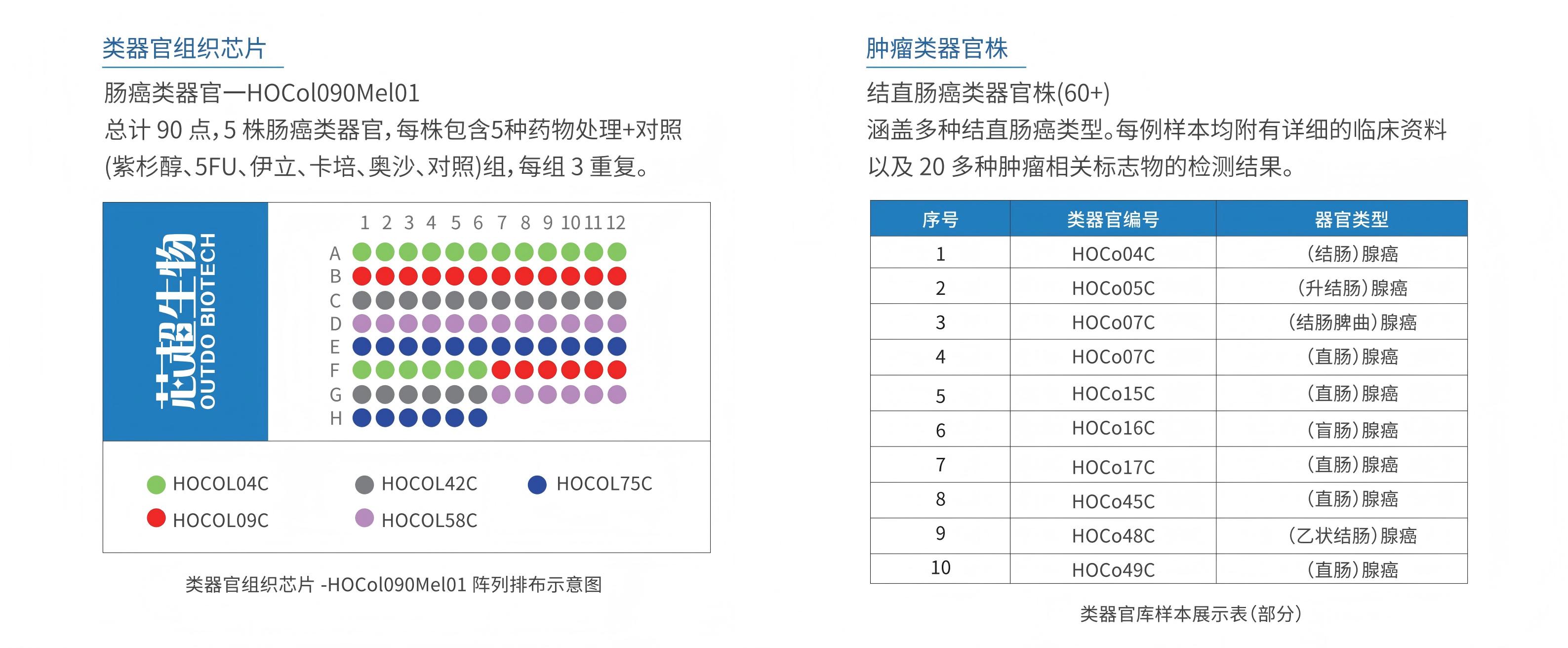 亚洲一号-类器官服务_芯超_转曲2025.8.13定稿-彩页_05(1)-组织芯片
