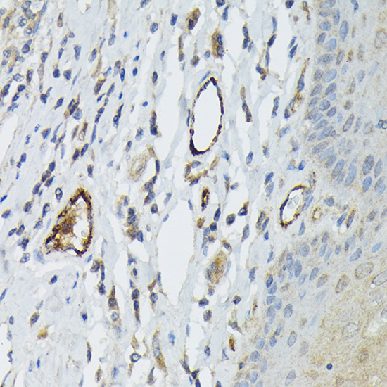 A1335_IHC_02_(1089292).jpg