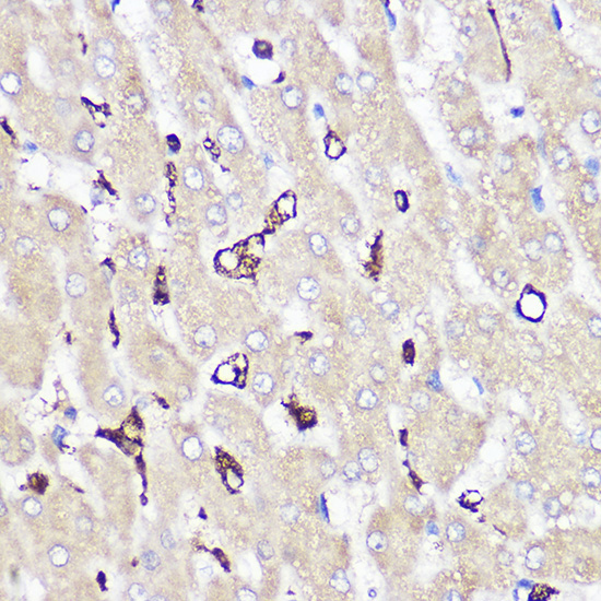 A8383_IHC_01_(1087707).jpg